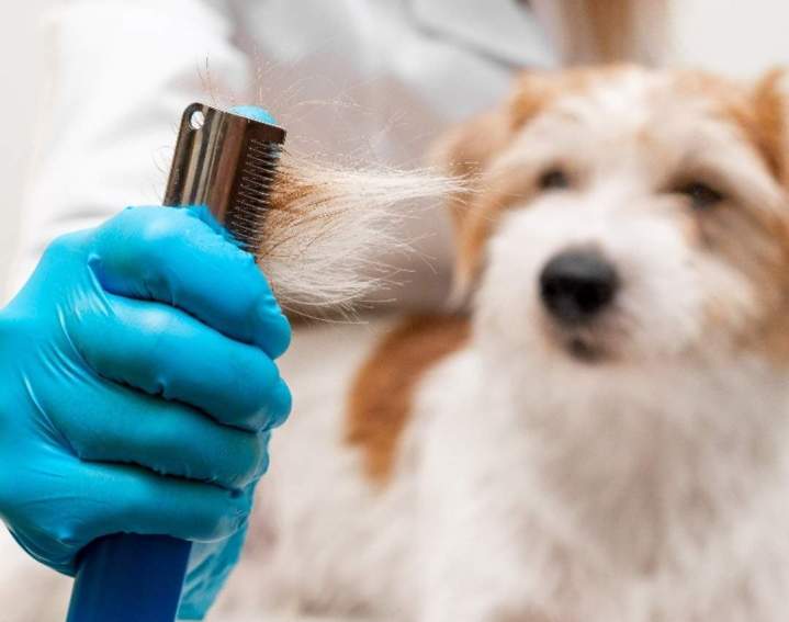 Révélez la beauté du pelage de votre terrier avec le service d’épilation manuelle proposé par la compagnie Lave Toutou Toilettage